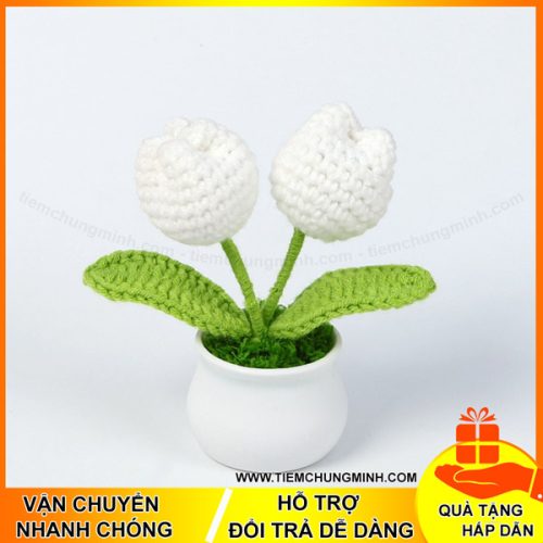 chau hoa tulip mau trang 2 bong moc len