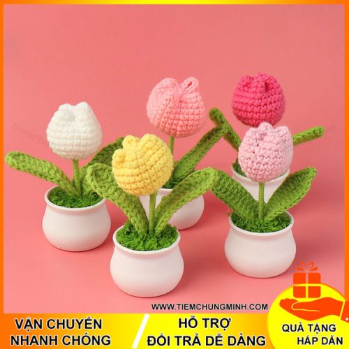 chau hoa tulip moc len de ban trang tri 01