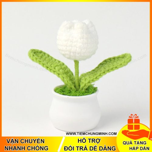 chau hoa tulip mau trang moc len de ban trang tri 02